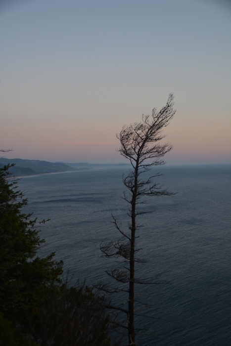 tree before sunset
